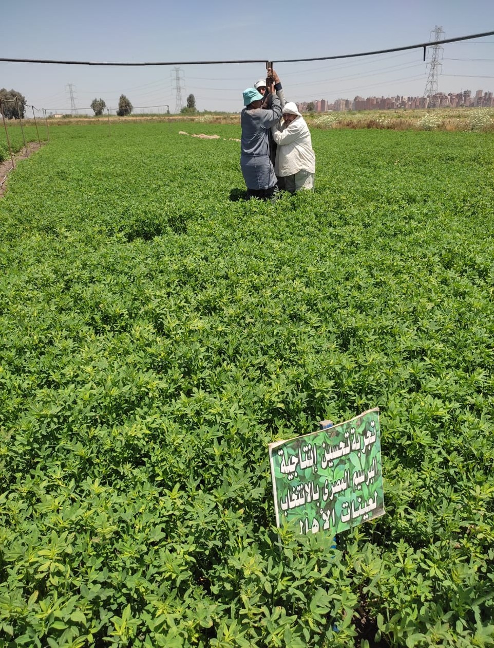 زراعة أصناف عالية الإنتاجية من البرسيم المصري