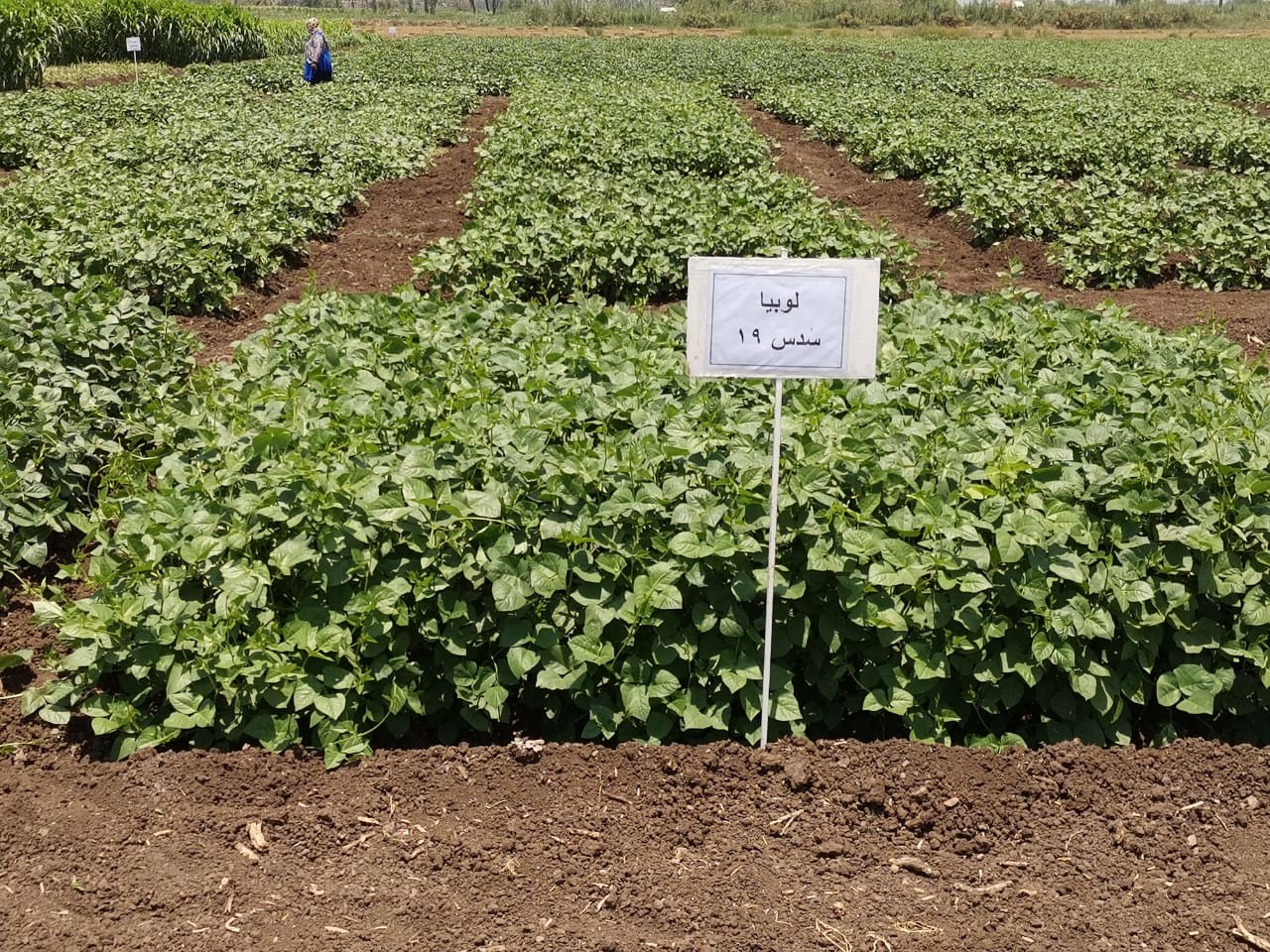 محاصيل الأعلاف