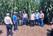 التوسع في محاصيل الأعلاف