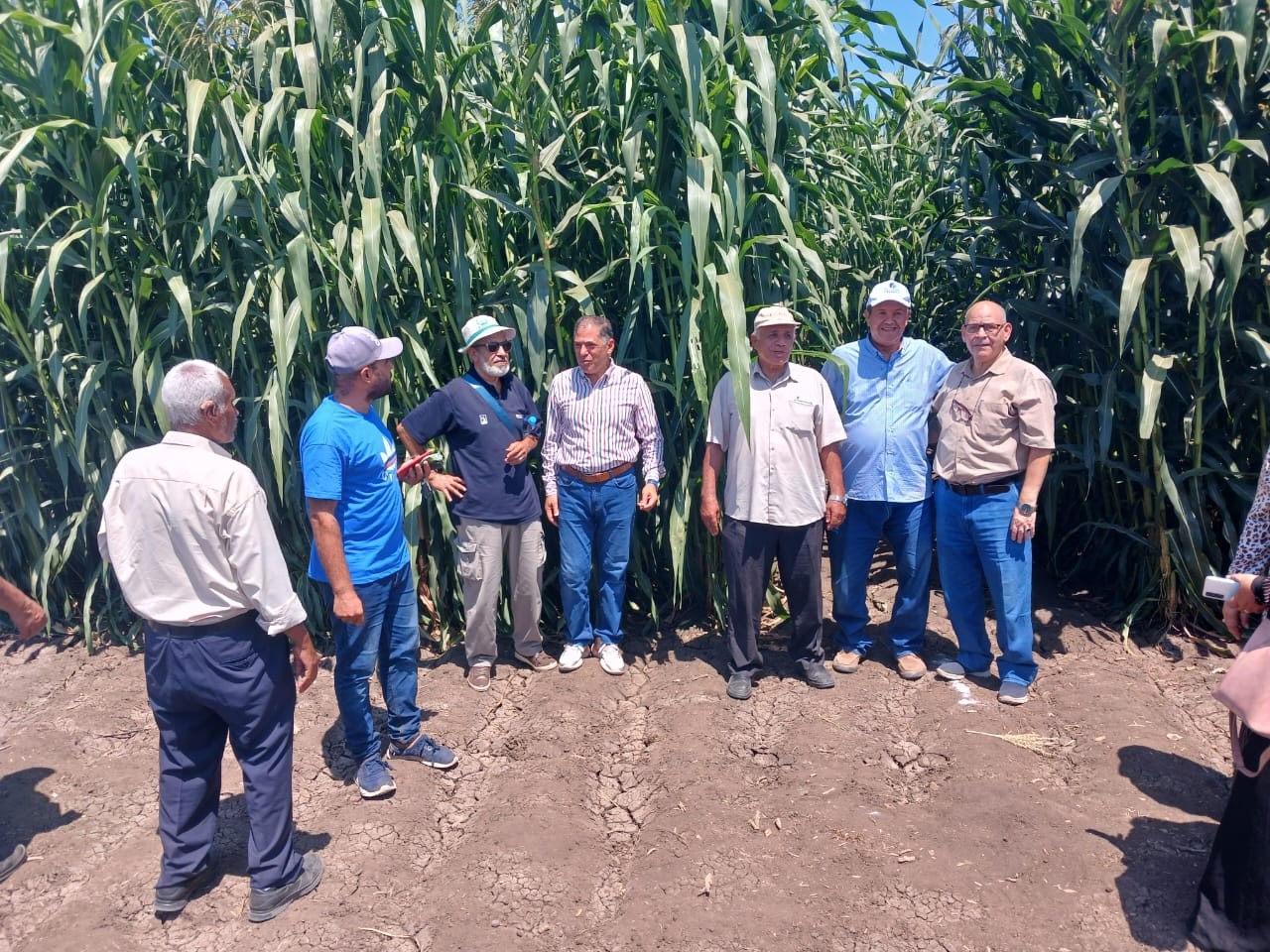 التوسع في محاصيل الأعلاف