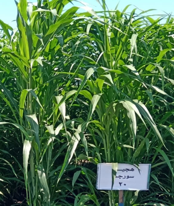 محاصيل الأعلاف