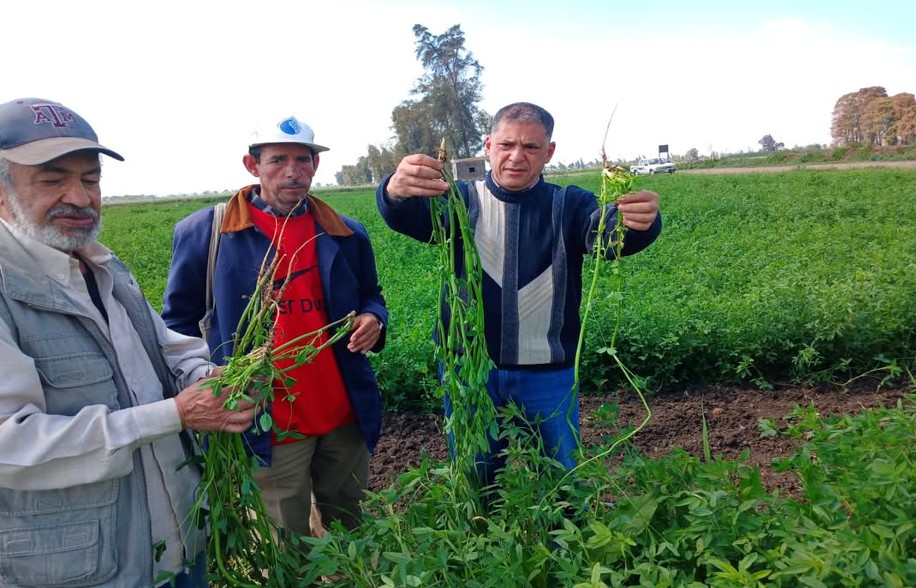 خطة التوسع في محاصيل الأعلاف