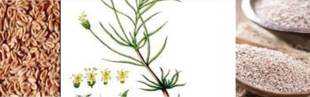 عشبة القطونا