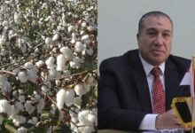 الخريطة الصنفية لزراعة القطن في مصر