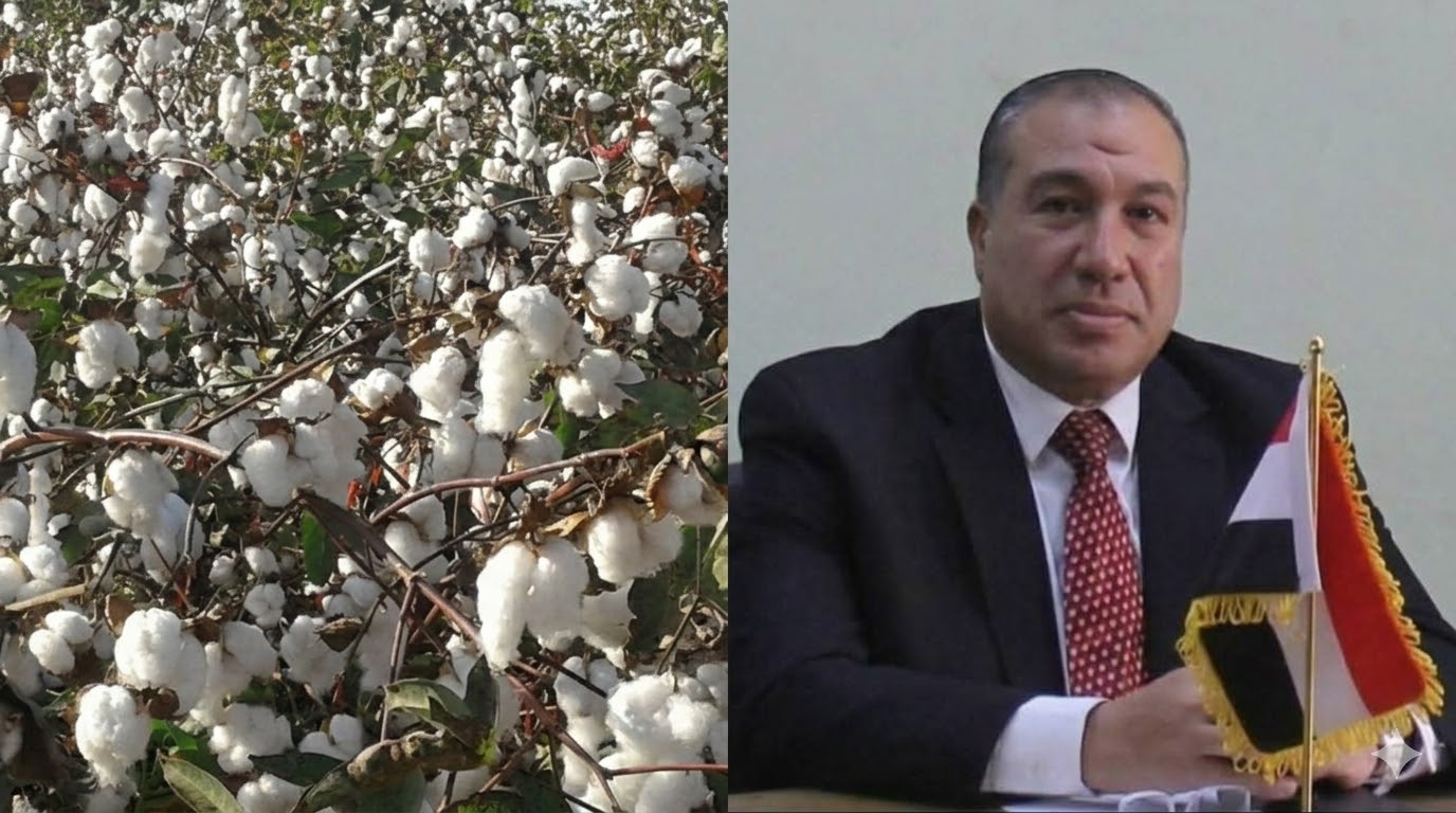 الخريطة الصنفية لزراعة القطن في مصر