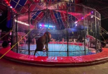 عروض الأسود في السيرك القومي