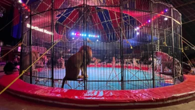 عروض الأسود في السيرك القومي