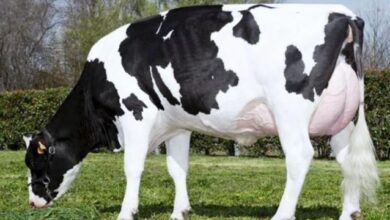 ما هي أفضل أنواع البقر الحلاب فى مصر ؟