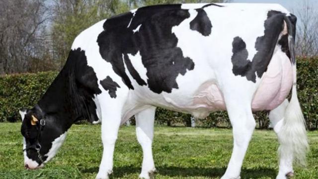 ما هي أفضل أنواع البقر الحلاب فى مصر ؟