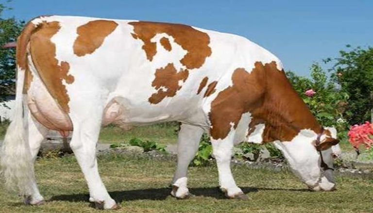 مميزات وعيوب بقر الهولشتاين