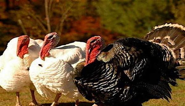 تربية الديك الرومي في المنزل