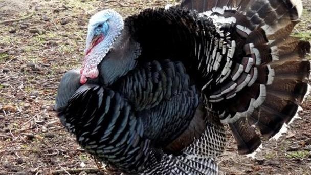  تربية الديك الرومي في المنزل