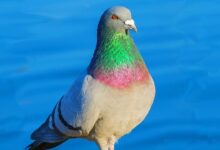 أمراض الحمام