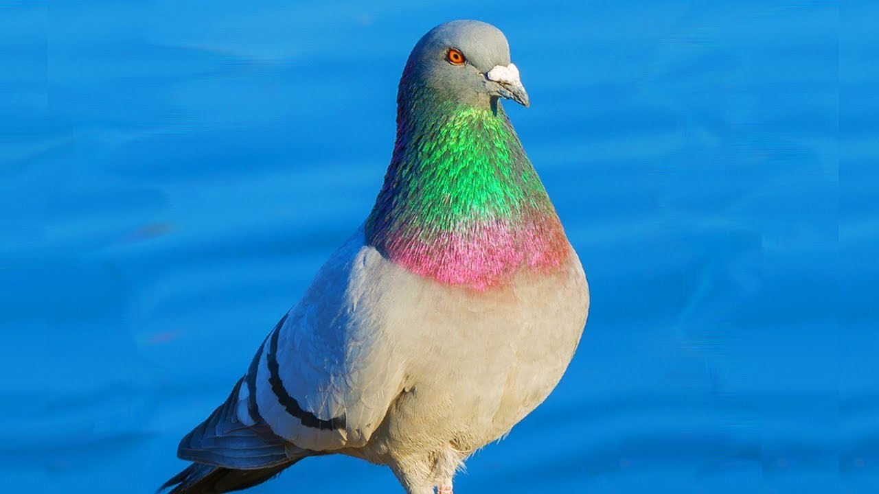 أمراض الحمام