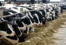 مشروع البتلو