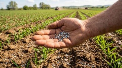صورة تعبيرية عن الاسمدة الزراعية تم توليدها بالذكاء الاصطناعي