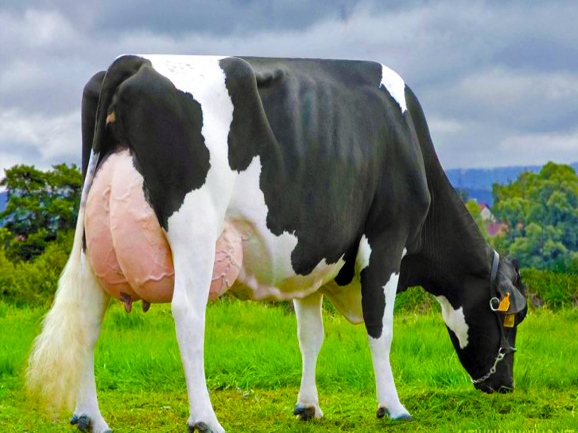 بقرة هولشتاين 