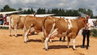 بقر السيمنتال