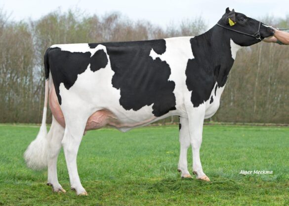 بقرة هولشتاين 