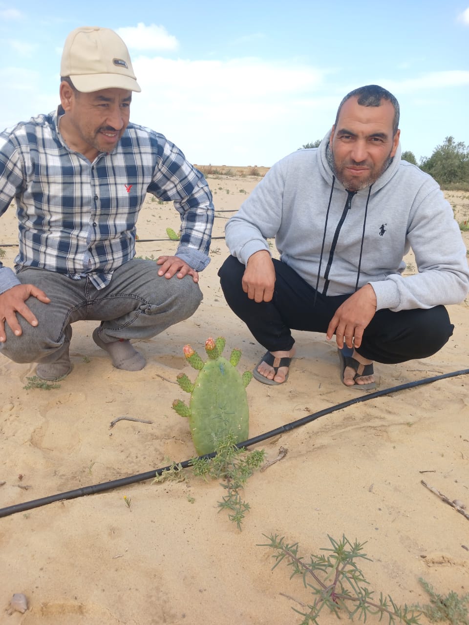 أكساد تدعم زراعة التين الأملس بمحطات شمال وجنوب سيناء والوادي الجديد