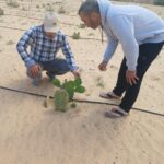 أكساد تدعم زراعة التين الأملس