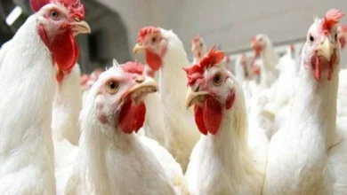 أسعار الفراخ اليوم الخميس