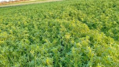 خريطة زراعة الخضروات في أغسطس