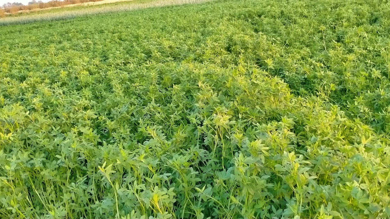 خريطة زراعة الخضروات في أغسطس