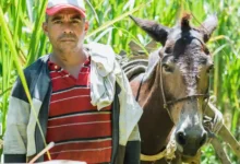 الاستعلام عن الحيازة الزراعية بالرقم القومي