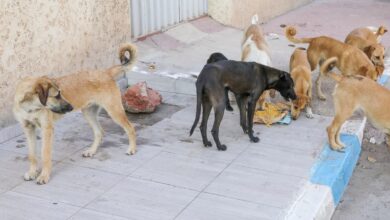الخطة الوطنية الموحدة لإدارة ملف حيوانات الشارع