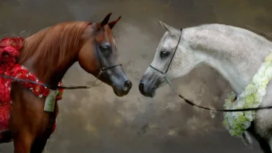 ما الفرق بين الخيل العربي الأصيل والخيل العادي