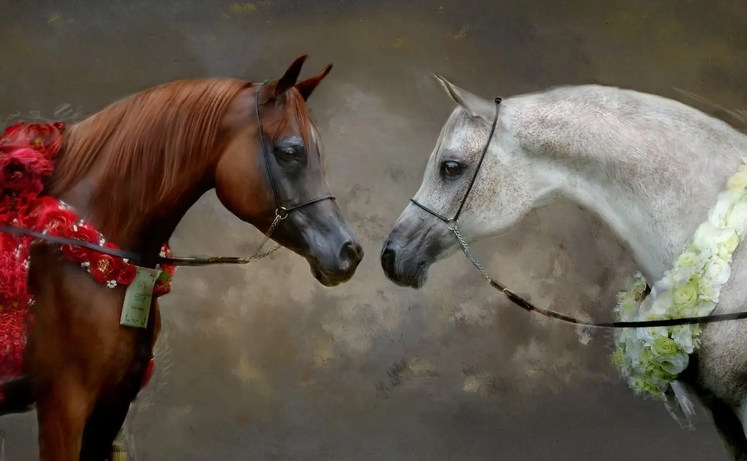 ما الفرق بين الخيل العربي الأصيل والخيل العادي