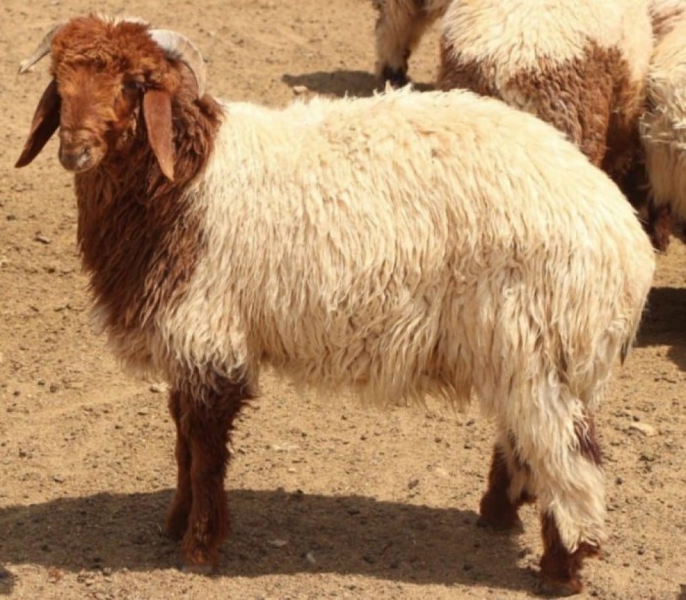 خروف نعيمي