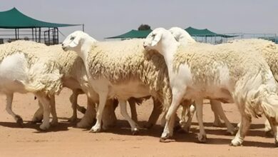 خروف حري