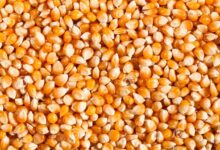 أسعار الذرة والصويا اليوم
