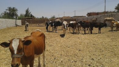 مشروع تسمين العجول
