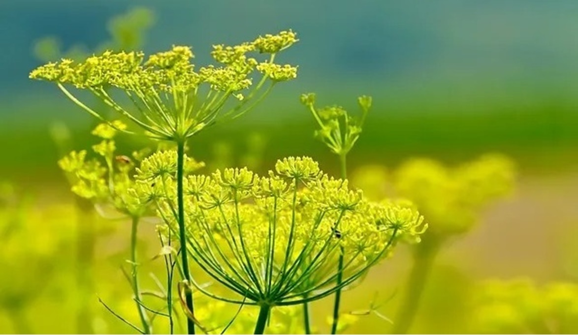 مواعيد زراعة الشمر
