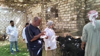 حملات تحصين الماشية ضد مرض البروسيلا