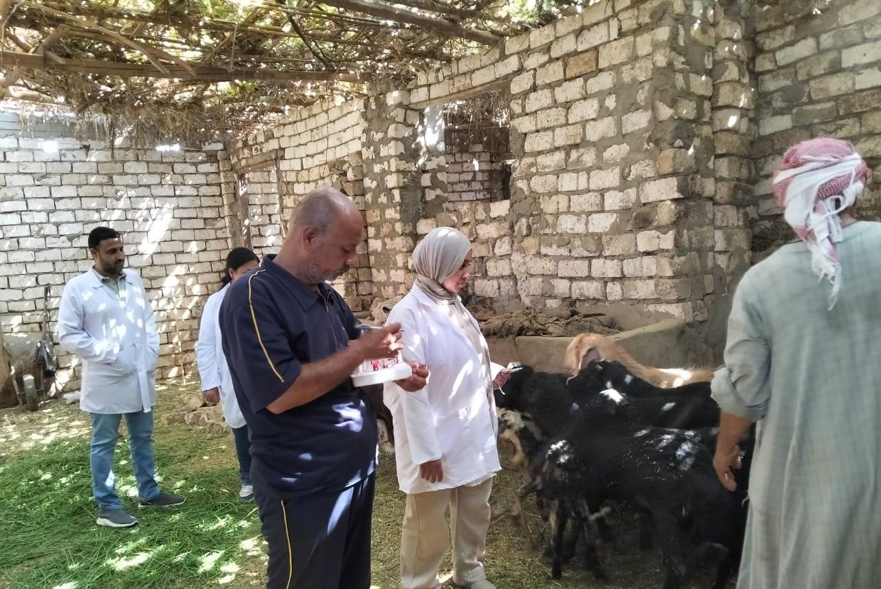 حملات تحصين الماشية ضد مرض البروسيلا