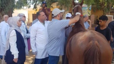 بدء تنفيذ مشروع ترقيم وتسجيل الخيول بمنطقة الأهرامات