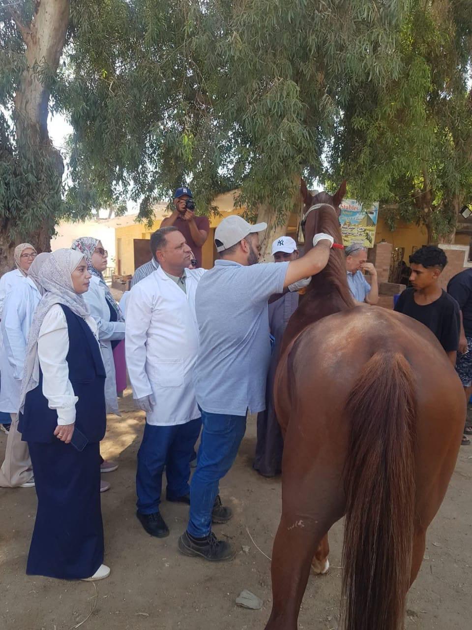 بدء تنفيذ مشروع ترقيم وتسجيل الخيول بمنطقة الأهرامات
