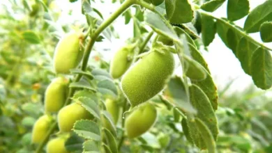موعد زراعة الحمص في مصر