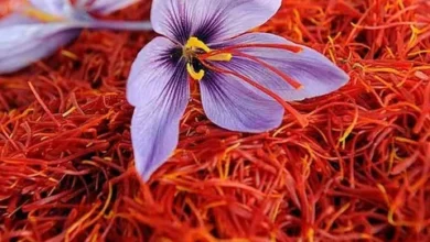 زراعة الزعفران من الألف إلى الياء