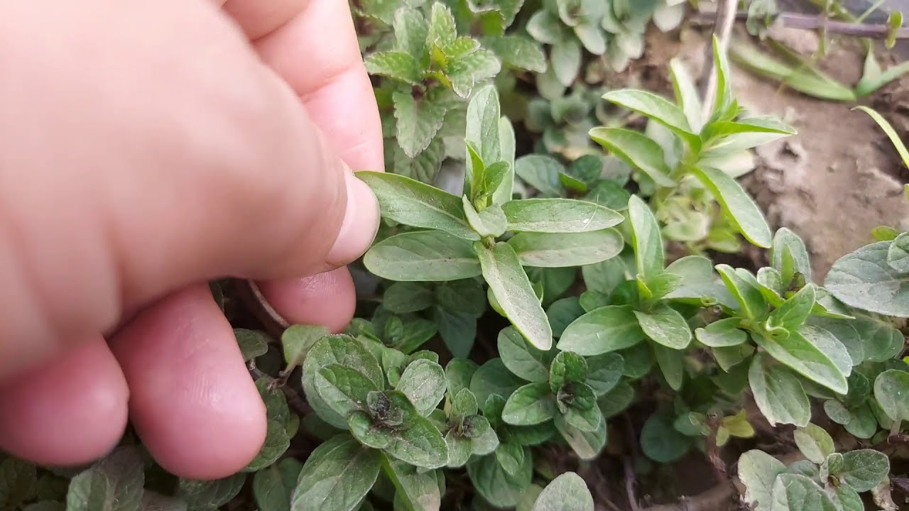 الفرق بين النعناع الفلفلي والعادي