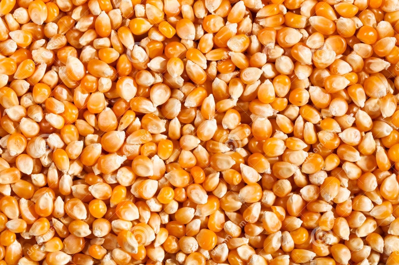 كم أردب ينتج فدان الذرة الصفراء؟