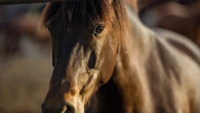 علامات غضب الخيل