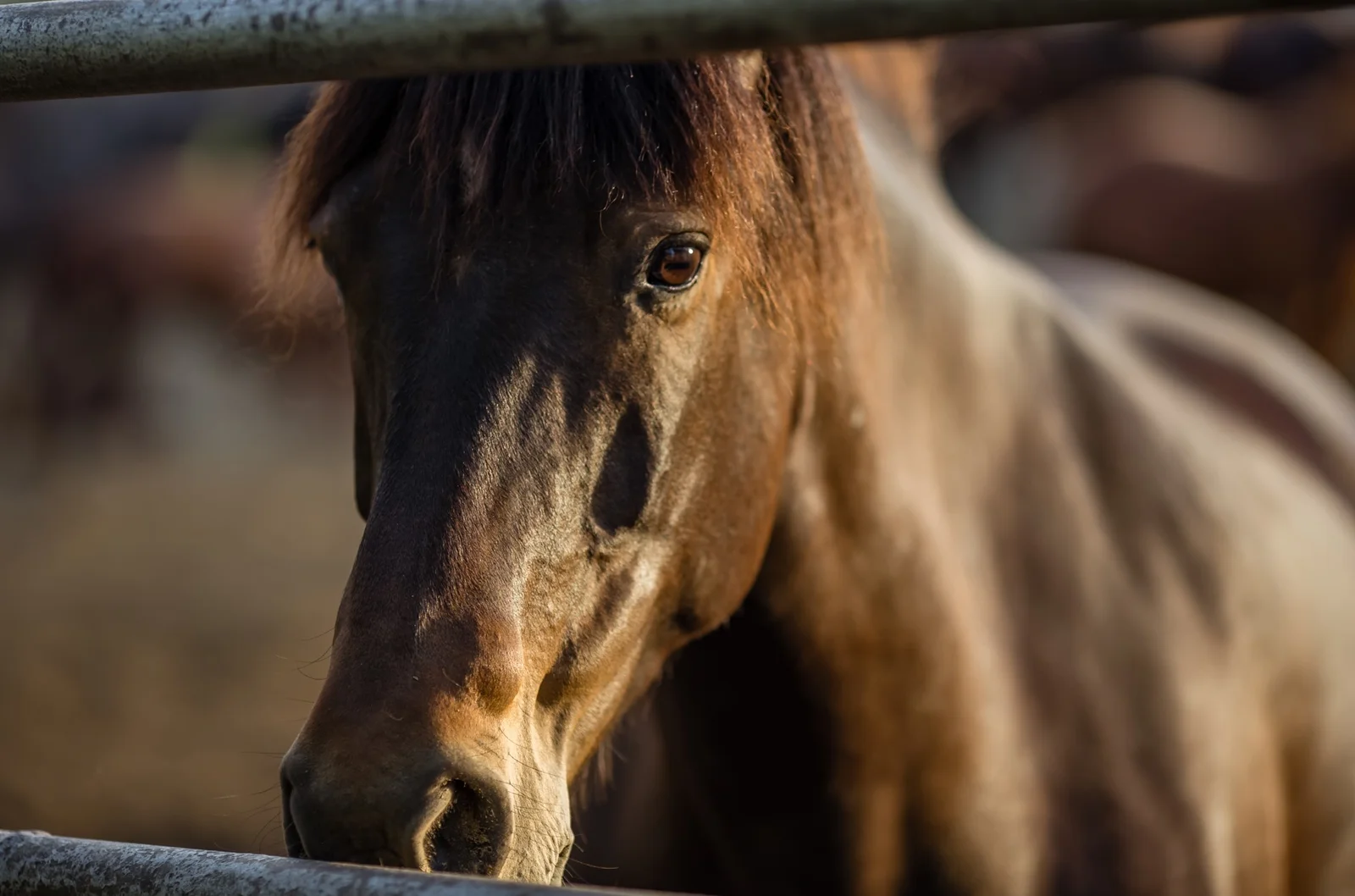 علامات غضب الخيل