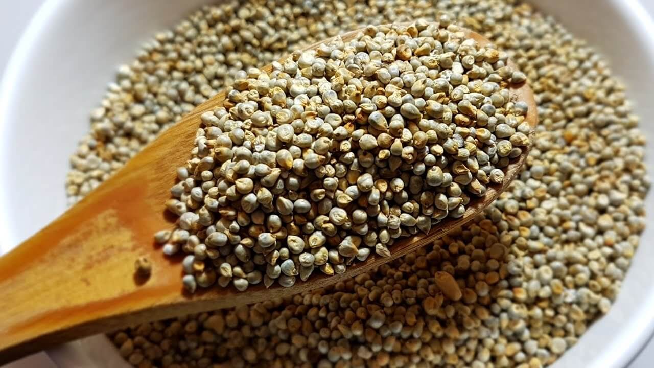 ما هي استعمالات الدخن؟