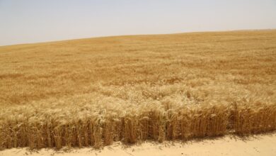 كم ينتج فدان القمح أردب