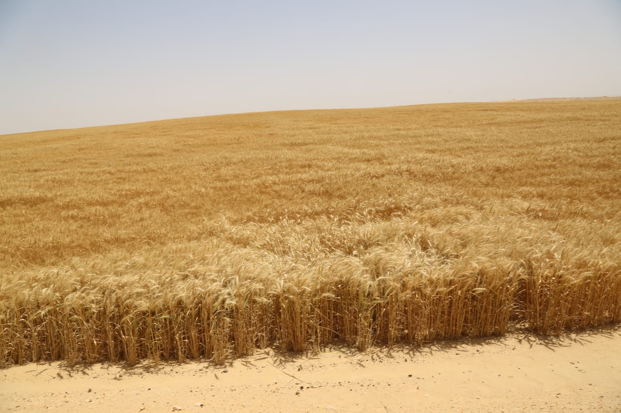 كم ينتج فدان القمح أردب